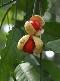 Image result for Aphanamixis