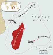 Image result for Mesanthemum glabrum