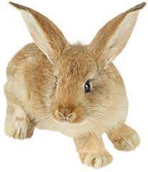 Brown Bunny Png Picture Rabbit Pictures Rabbit Png Animals