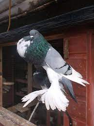 Pomeranian Pouter Blue Bar Domashnie Pticy Pticy Milye Zhivotnye