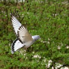 Takla Guvercin Guvercin Taklaci Konya Ankara Mardin Urfa Musul Kirkuk Kirikkale Sivas Istanbul Pigeon Tauben Emege Saygi Animals