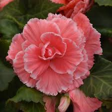 Image result for Begonia iucunda