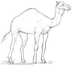 Wildlife Pencil Drawings Animals From The Forest Animal Sketches Easy Animal Sketches Kawaii Drawings