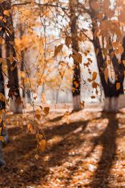 50 000 Best Autumn Leaves Photos 100 Free Download Pexels Stock Photos Black coffee, naps in the middle of the day, the aquarius: 50 000 best autumn leaves photos 100