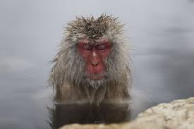 We did not find results for: These Snow Monkeys Keeping Warm In A Hot Spring Are Very Happy With Life Japanese Macaque Snow Monkey Macaque