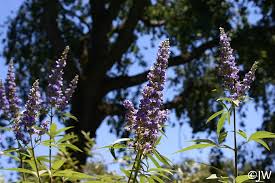 Image result for Vitex franceseana