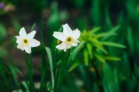 Il fiore ha la tipica nell'italia centrale e meridionale, i ciclamini hanno foglie e fiori più grandi; Due Bei Fiori Bianchi Del Narciso Con Il Centro Giallo Sulla Fine Verde Di Luce Solare Su Piccoli Narcisi Nella Macro Con Copyspace In Pianta Luminoso Sfondo Soleggiato Con Piante Romantiche