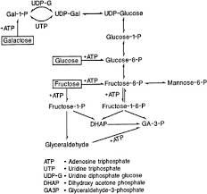 Blood flows through the liver sinusoids and empties into the central vein of each the kupffer cells of liver are phagocytic cells, helps in phagocytosis of dead blood cells and bacteria from the blood.48. Liver Cell An Overview Sciencedirect Topics