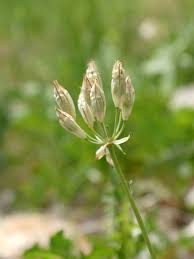 Image result for Tricalysia semidecidua