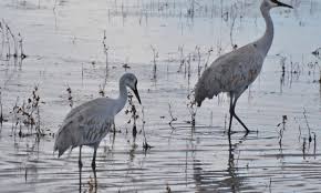 Check spelling or type a new query. Bird Lore Sandhill Crane My Edmonds News