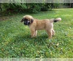 Also, be sure to check the leonberger dog breeder listings in our dog breeder directory, which feature upcoming dog litter announcements and current puppies for sale for that dog breeder. Leonberger Puppies For Sale Petfinder