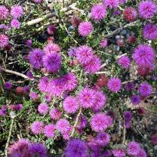 Pom poms are a wonderful craft supply to have on hand. Buy Melaleuca Spathulata Pom Pom Honey Myrtle Seed Australian Seed