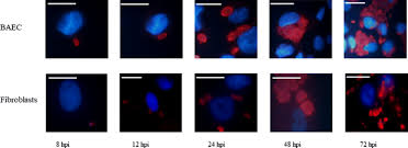 Ça m'a l'air du meilleur effet. Lytic Cycle Of Besnoitia Besnoiti Tachyzoites Displays Similar Features In Primary Bovine Endothelial Cells And Fibroblasts Springerlink