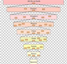 Linnaean Taxonomy Taxonomic Rank Organism Life Png Clipart