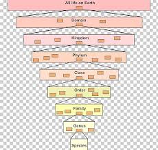 linnaean taxonomy taxonomic rank organism life png clipart