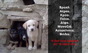 Παγκόσμια ημέρα αδέσποτων ζώων με πάνω από 1 εκατομμύριο αδέσποτα στην χώρα μας. 4 Aprilioy Pagkosmia Hmera Adespotwn Zwwn Poia Megala 3enodoxeia Ths Kyproy Exoyn Xwro Filo3enias Gia Gates