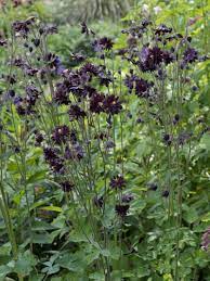 We did not find results for: H90 Aquilegia Vulgaris Black Barlow Kurzspornige Akelei Akelei Gartenprojekte Prariegarten