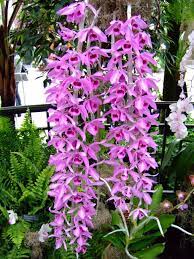 Dendrobium Superbum Net đẹp Lộng Lẩy Của Lan Giả Hạc Phi điệp Cac Beautiful Orchids Orchids Amazing Flowers