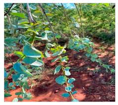 Image result for Viscum combreticola