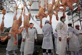 Gentler Chicken Slaughter Chinese Province Thinks It S Worth A Try The New York Times