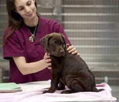 Sage provides emergency care in each of our hospitals, every day. Our Team Laredo Vet Critter Care Veterinary Clinic