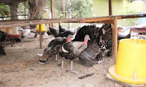 Tujuan bangsa eropa datang ke indonesia. Menternak Ayam Turki Agro Malaysia