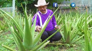 Rambut pun menjadi lebih sehat penting diketahui bahwa keefektifan manfaat lidah buaya untuk rambut masih membutuhkan penelitian lebih lanjut. Wong Mbatu Kaya Raya Berkat Lidah Buaya Semula Untuk Obat Diabetes Pribadi Surya