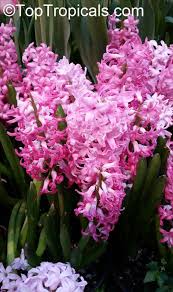 Image result for Hyacinth Red 2016 B