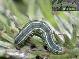 Image result for Operophtera fagata