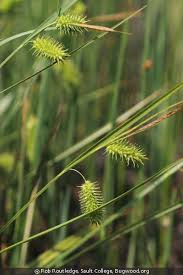 Image result for Carex johnstonii