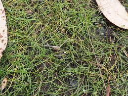 Image result for Triglochin striata