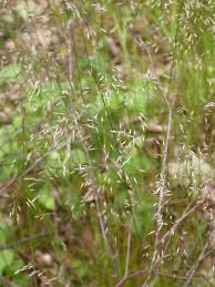 Image result for Avenella flexuosa