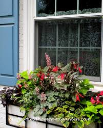 Fragrant flowers are followed by red berries that several birds enjoy. Summer Window Boxes Mixing Annuals Houseplants And Perennials For All Season Impact Our Fairfield Home Garden