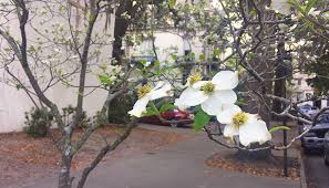 I planted 3 mango trees, and one of them has started flowering for this season. Springtime Flowers In Savannah And Though The Live Oaks Are Signature To