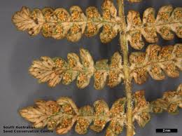 Image result for Hypolepis rugosula