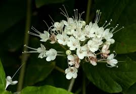 Image result for Clerodendrum schweinfurthii
