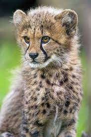 Sitting Cute Cheetah Wild Cats Cheetah Cubs Animals Wild