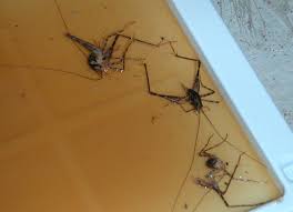 When people see a cave cricket, they may think it's a the spray insecticide is a suitable choice if you want to prevent spider crickets. Camel Crickets Caught In Glue Traps For Mice What S That Bug