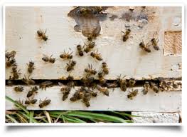 Perhaps you've been hearing strange noises at night. Pest Control Company Odessa Midland Tx Termite Exterminator