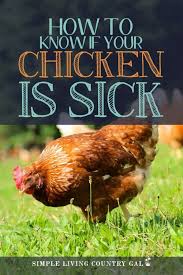 We did not find results for: 6 Warning Signs Of A Sick Chicken Simple Living Country Gal