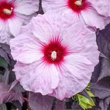 Image result for Hibiscus kirkii