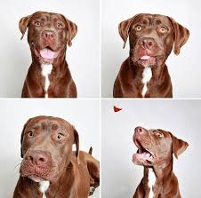 Shelter Puts Dogs In A Photobooth To Get Them Adopted And The Results Are All That Explore Like A Gipsy Study Like A Dog Adoption Dog Poses Humane Society