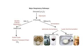 Maybe you would like to learn more about one of these? Anaerobic Respiration Atp New Fuels And Yogurt Without Oxygen Ck 12 Foundation