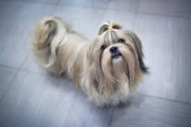 Except he's only black and white. Voeding Voor De Shih Tzu Wat Is De Juiste Voeding Zooplus