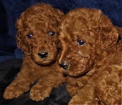 For example, you'll likely see different prices for miniature goldendoodle puppies for sale. These Beautiful Red F1b Goldendoodle Houston Goldendoodles Facebook