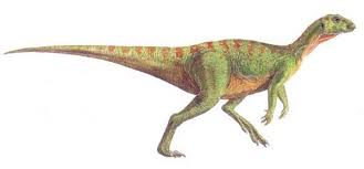 Image result for Hypselodelphys