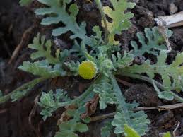 Image result for Grangea anthemoides