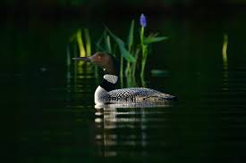 Common Birds Of Cape Cod The 2018 Audubon Photography Awards Top 100 Common Loon Loon Photography Island Pond