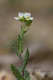 Image result for Arabis alpina