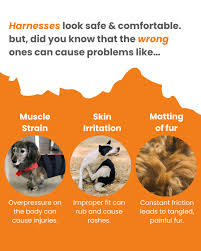 Image result for what do Mallophaga look like in dog fur